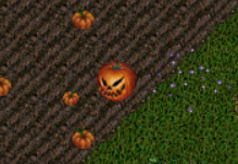 pumpkin.png
